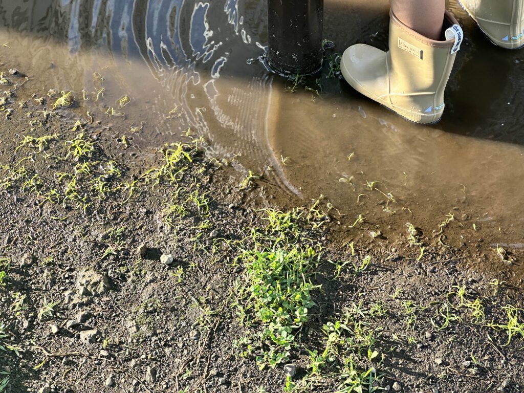 水たまりと長靴を履いた子供の画像